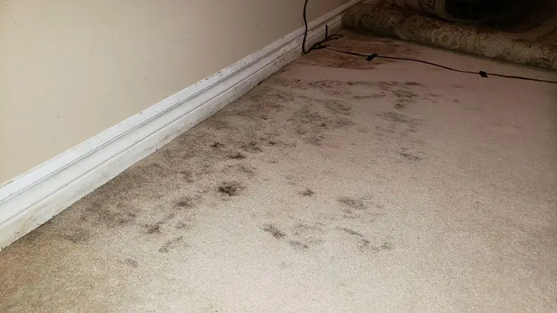 کپک فرش چیست و از بین بردن آن چگونه است؟